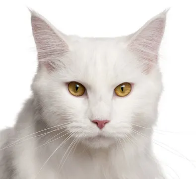 澳洲幸运8 APP 界面